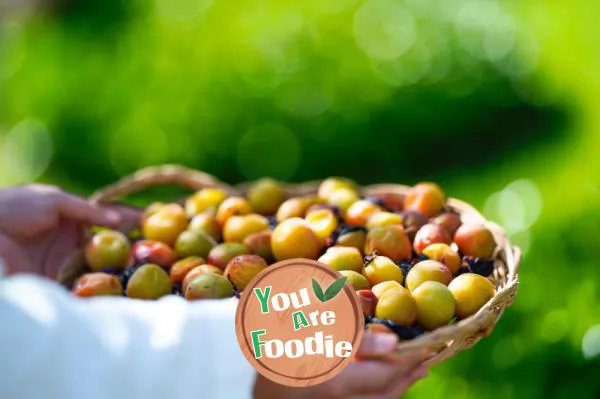 The natural dried plum blossoms are fragrant under the sun