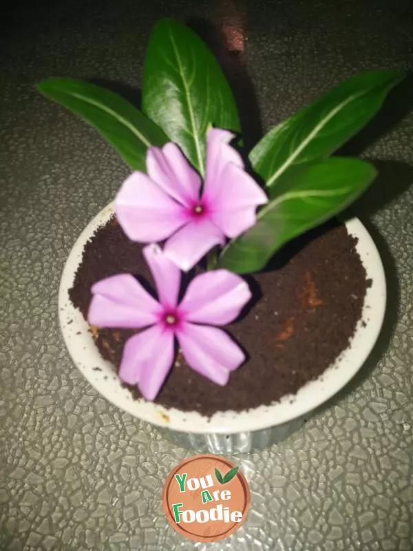 Jindalai bonsai Cupcake