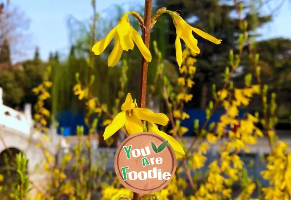 Fried egg with Forsythia flower