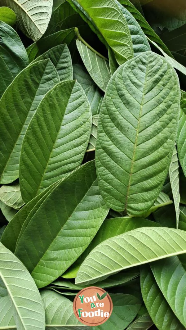 Barley Leaf Tea