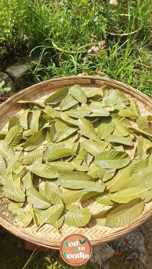 Barley Leaf Tea