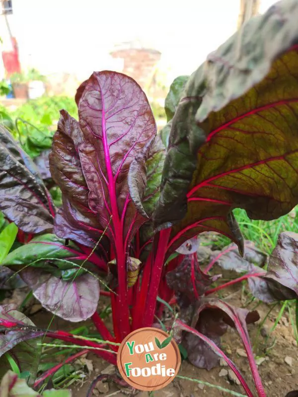 Stir fried red cabbage with onions and fungus