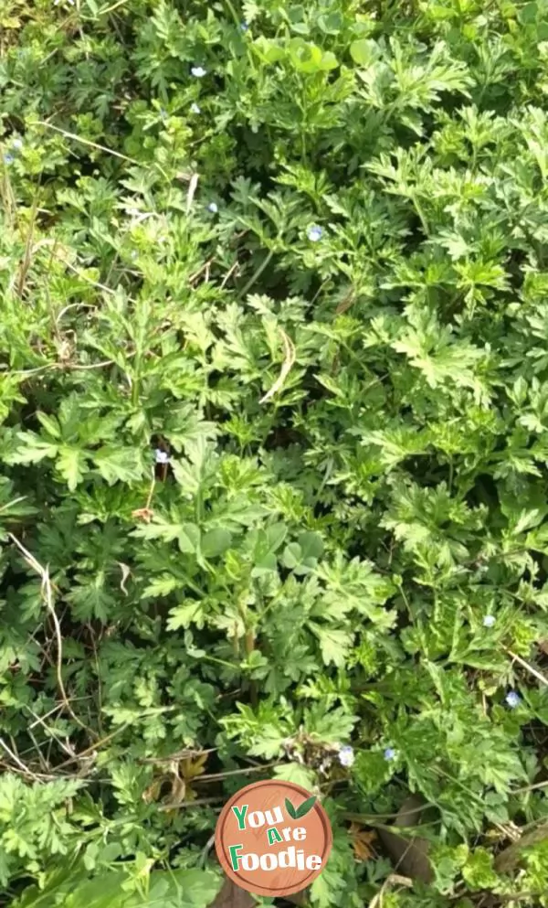 Fried green dumplings (mugwort Ciba)