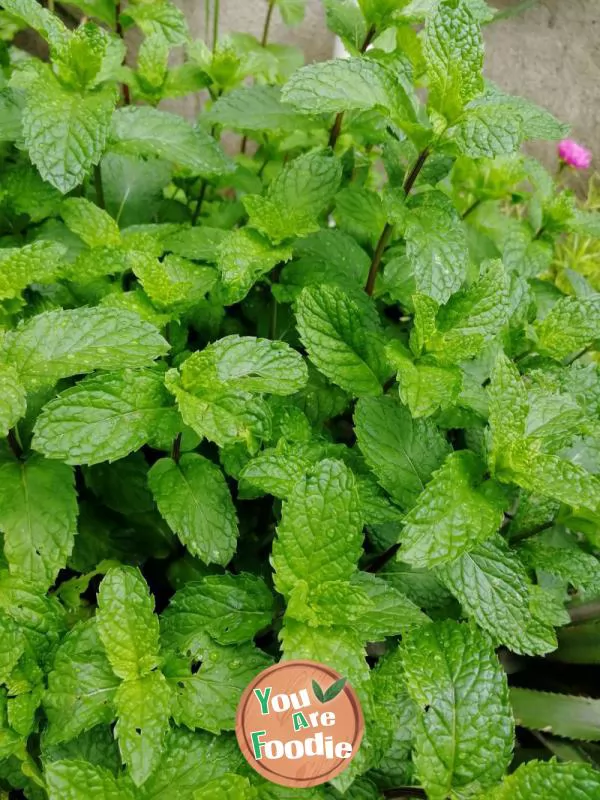 Mint chrysanthemum tea