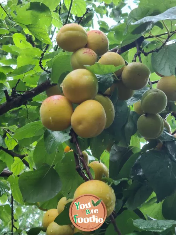 Canned apricots