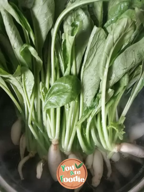 Spicy radish sprouts