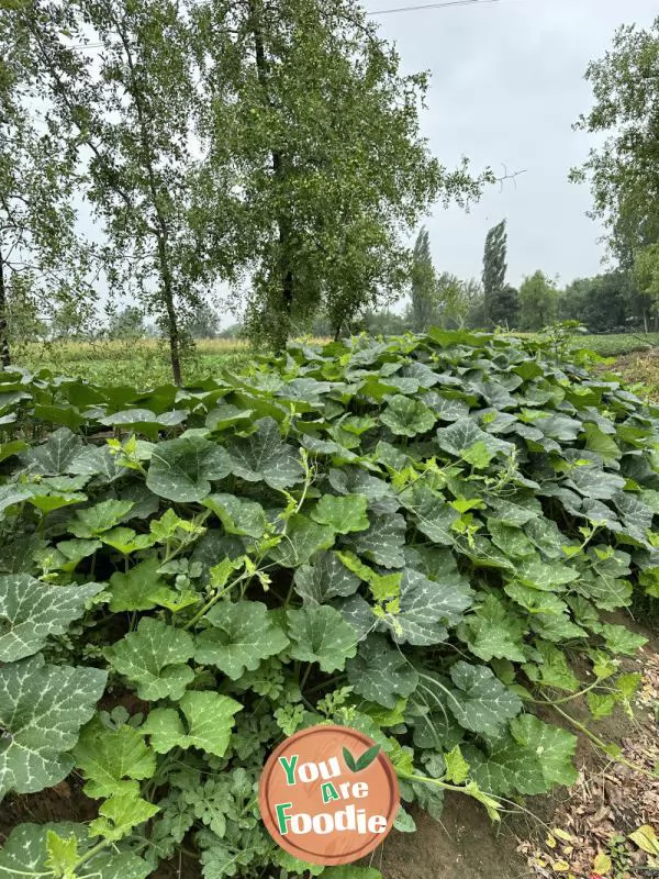 Cold mixed pumpkin tips