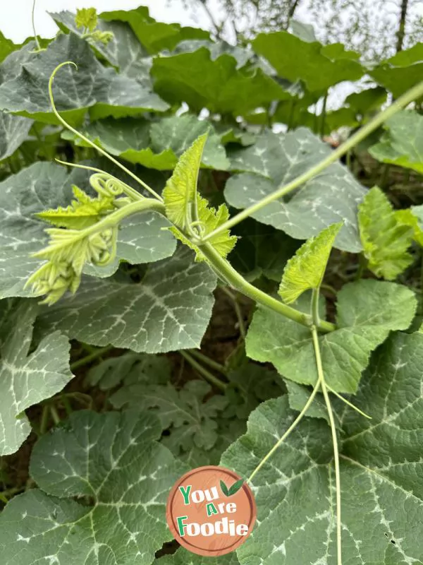 Cold mixed pumpkin tips