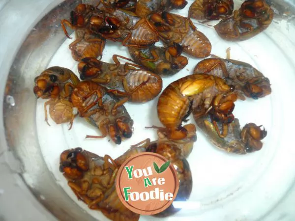 Fried cicada