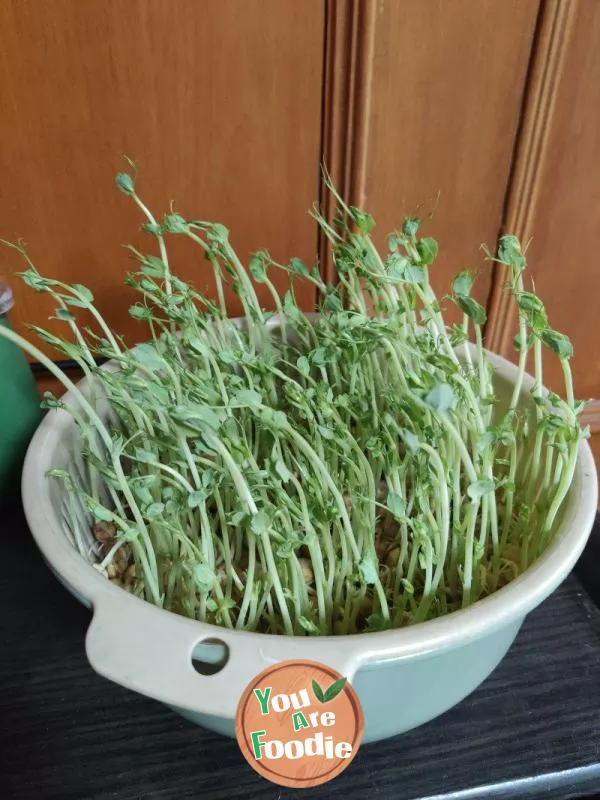 Quick fried pea seedlings (self cultivated pea seedlings)