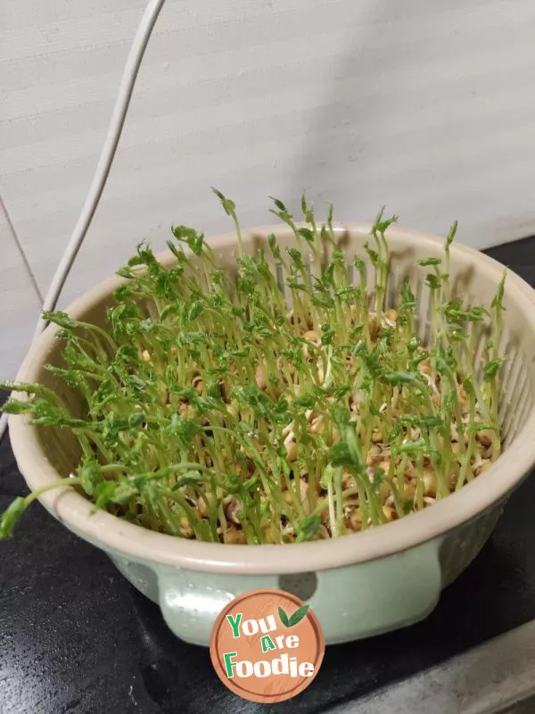 Quick fried pea seedlings (self cultivated pea seedlings)