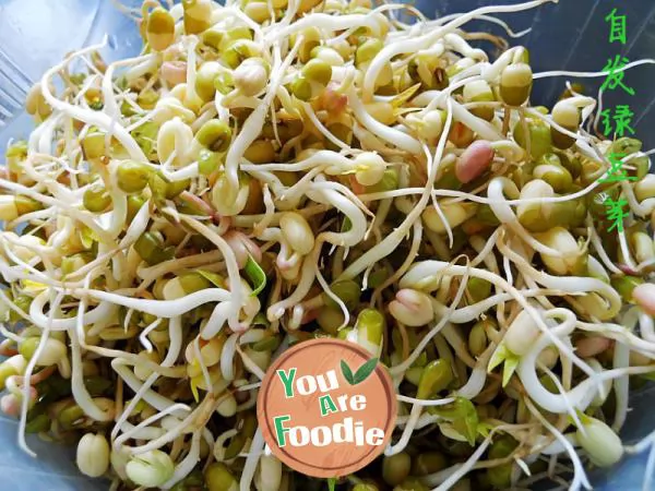 Home grown green bean sprouts