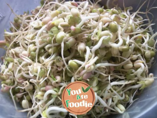 Home grown green bean sprouts