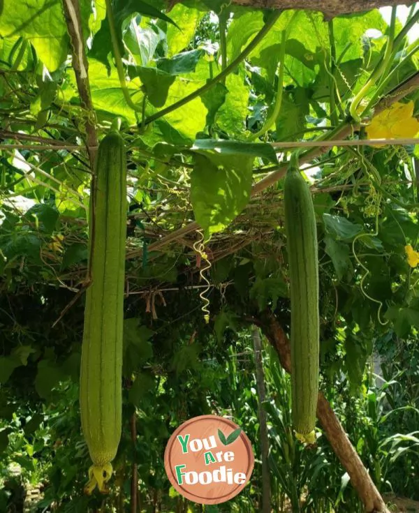 Fried eggplant with Loofah