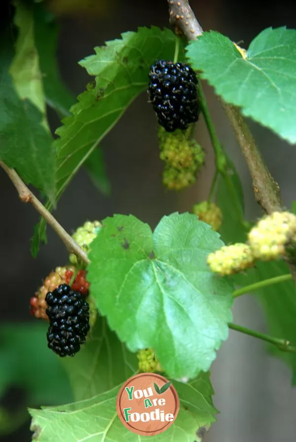 Taste of spring - mulberry jam