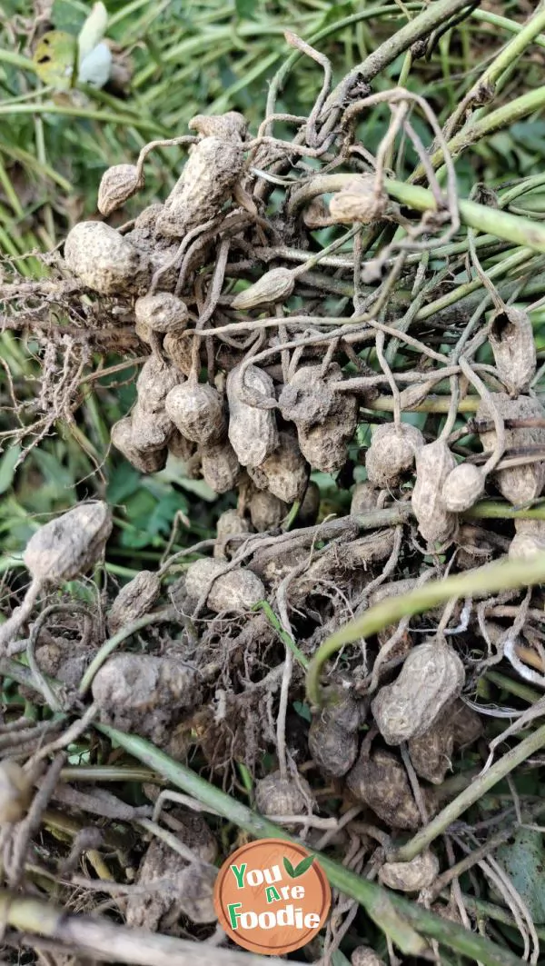 Boiled peanuts 