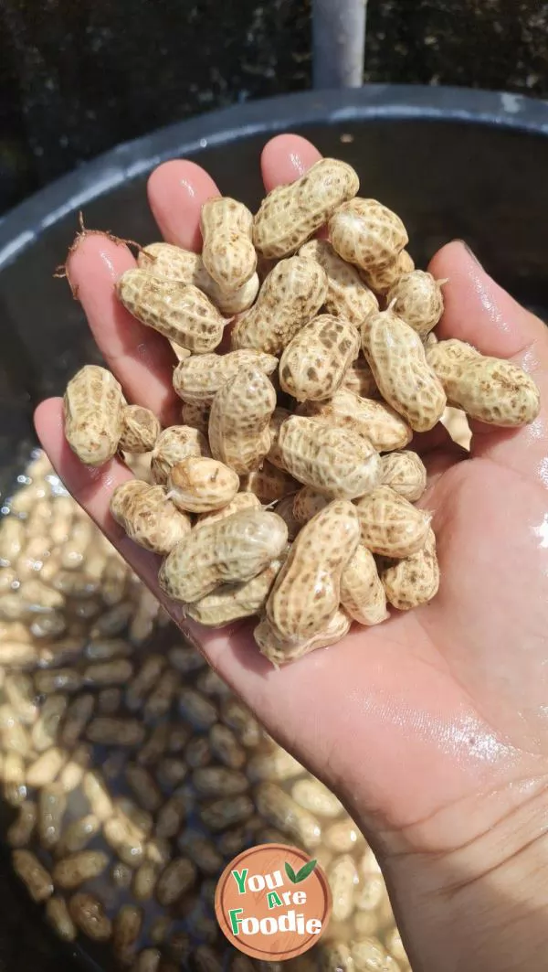 Boiled peanuts 