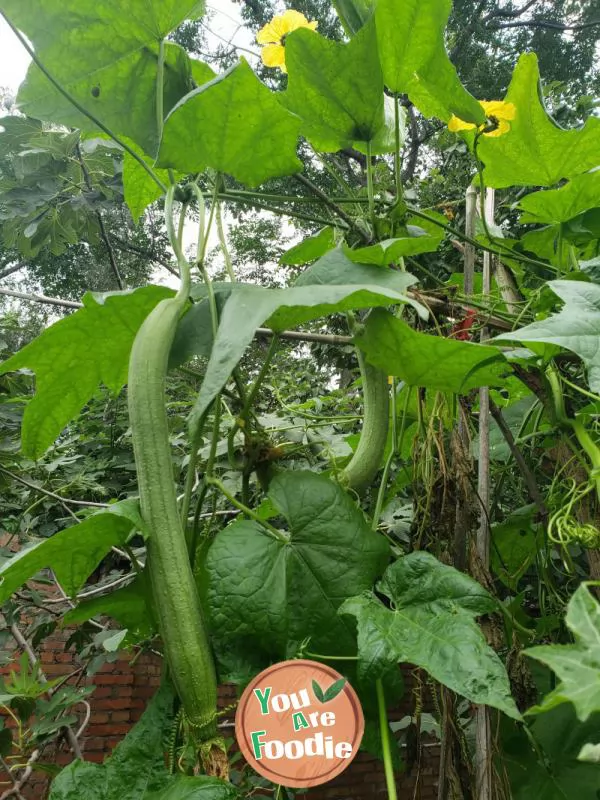 Sauteed Sponge Gourd