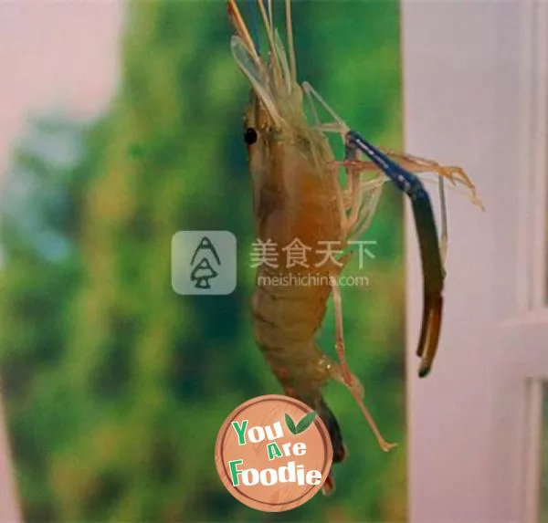 Private salted shrimp
